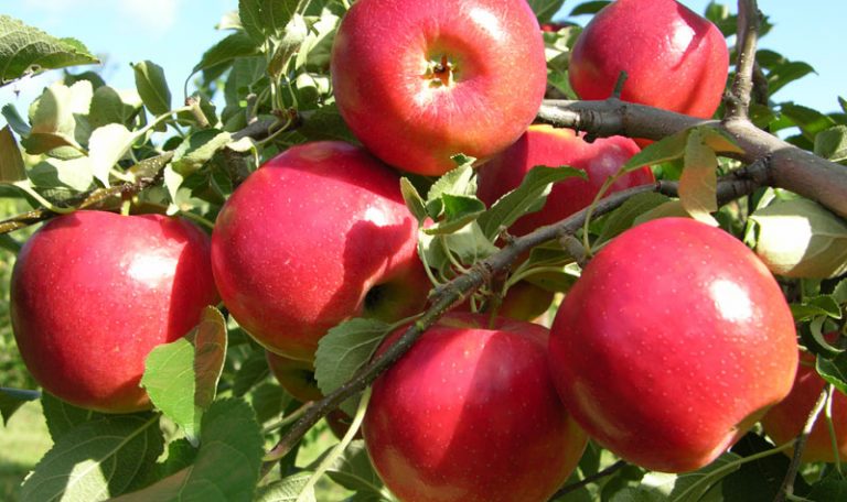 خرید باغ در کرج